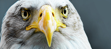 “Does one see less domination in so-called mergers of equals?”