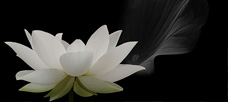 “I believe that the transforming movement that. . .”