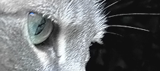 “The entrepreneurs . . . use their intuition to predict. . .”