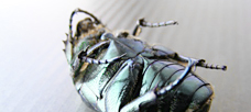 “Dynamic disequilibrium brought on by the innovating entrepreneur. . .”