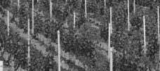 THE CALIFORNIA WINE CLUSTER by Michael E. Porter