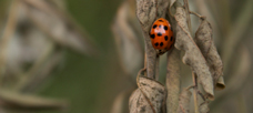 ACTING SMALL by Tom Peters