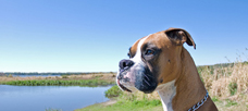 “What counts is not necessarily the size of the dog in the fight. . .”