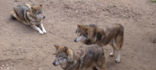 “Hierarchy and teams. . .”