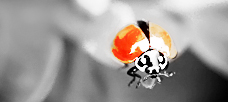 “The design-thinking organization needs to create flexibility . . .”